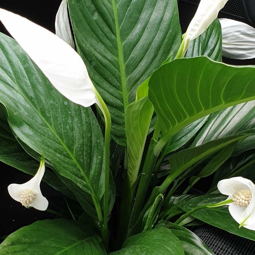 Spathiphyllum